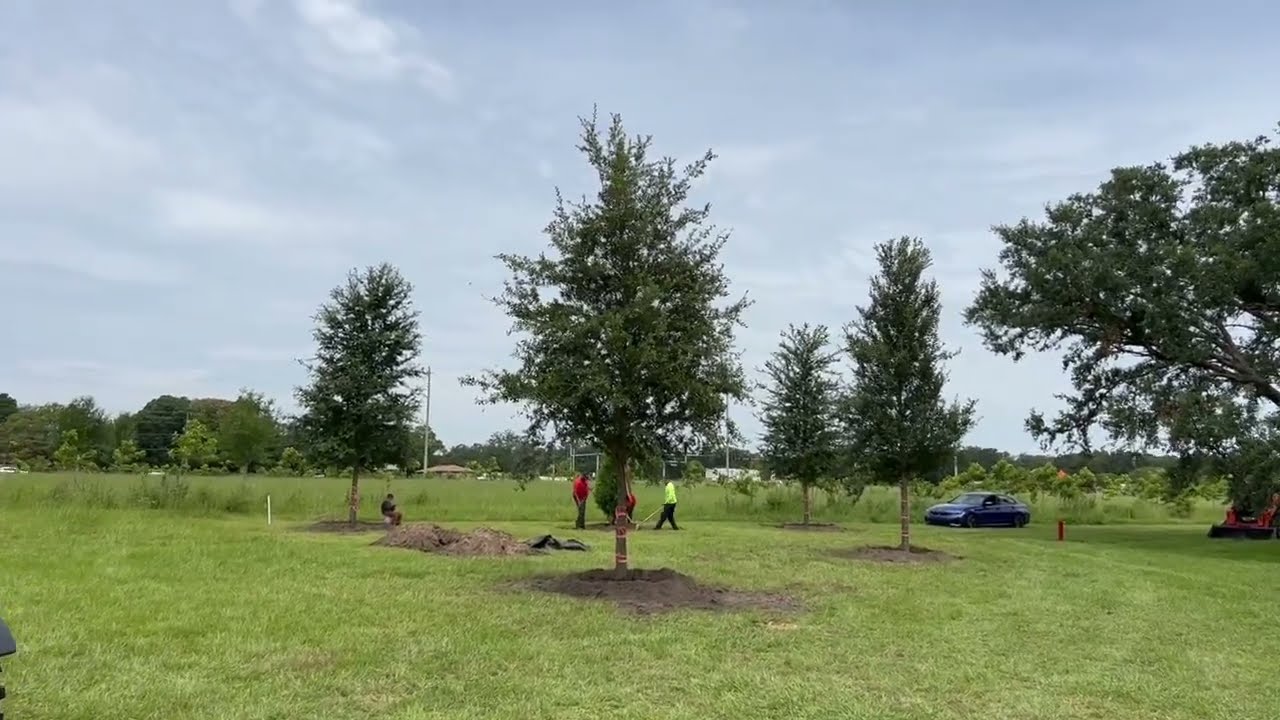 20' Live Oak Trees Installed/Live Oak Trees For Sale in Florida/Buy Large Live Oak Trees in Lakeland