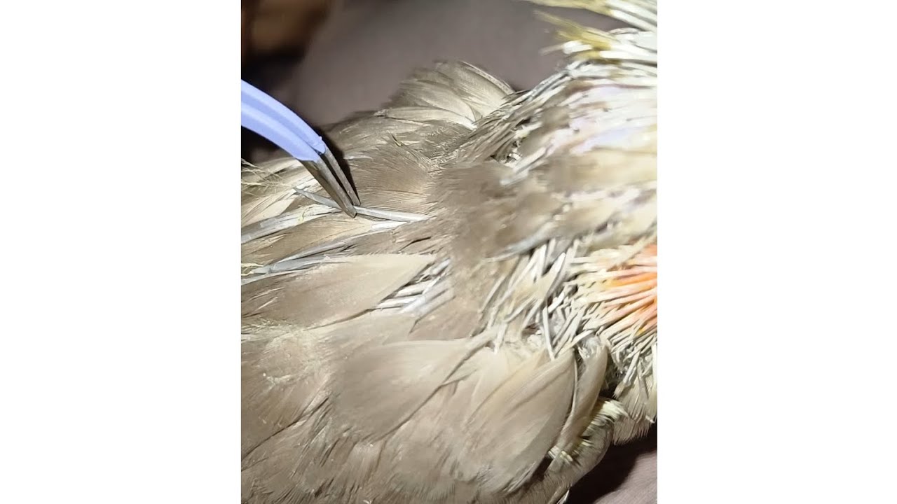 parrot feathers