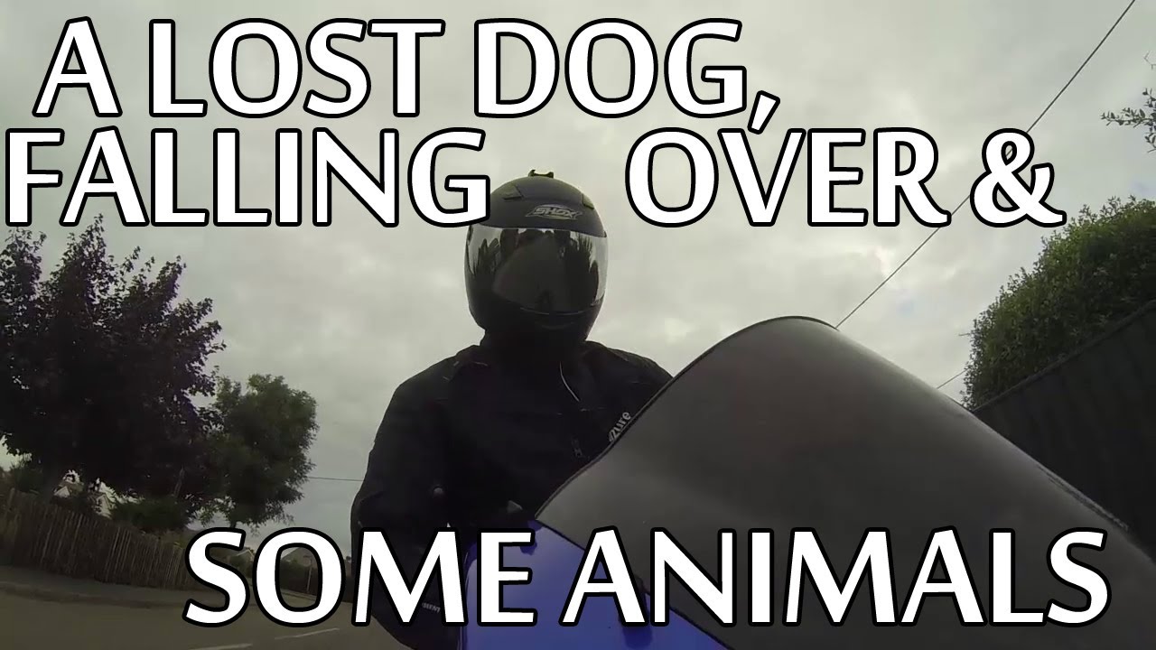 A Lost Dog, Falling Over & Some Animals