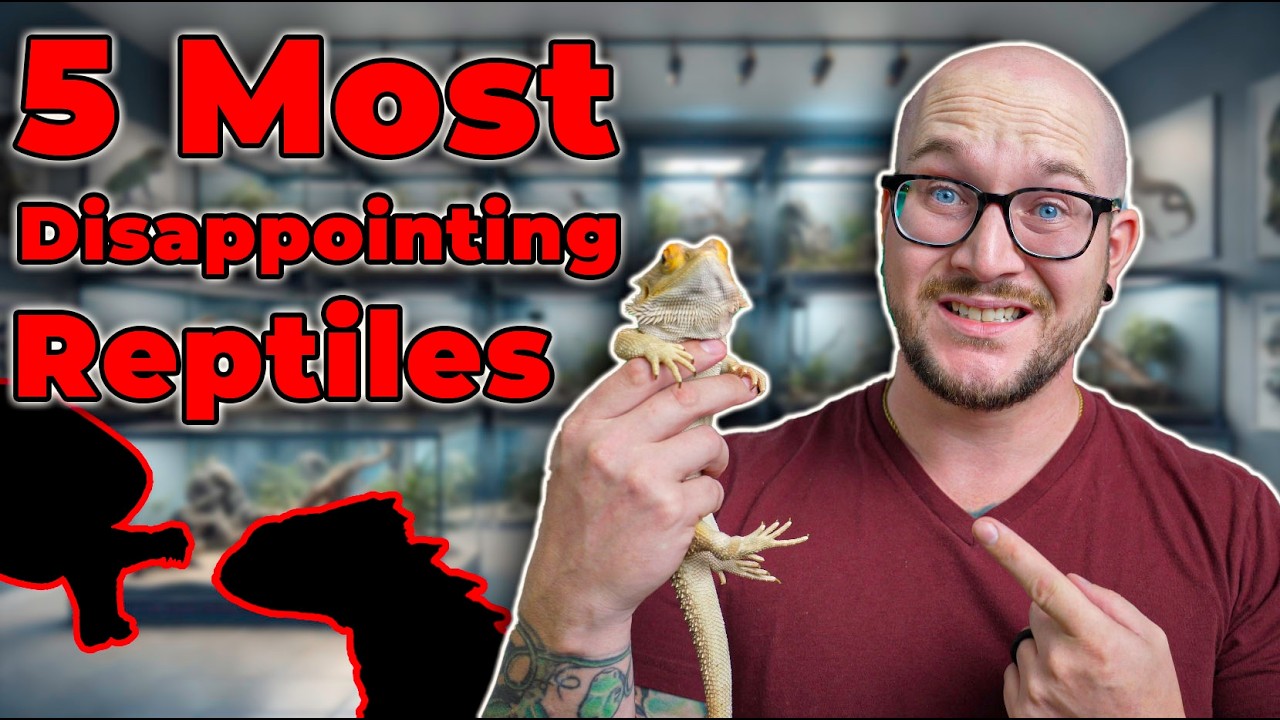 5 Most Disappointing Reptiles