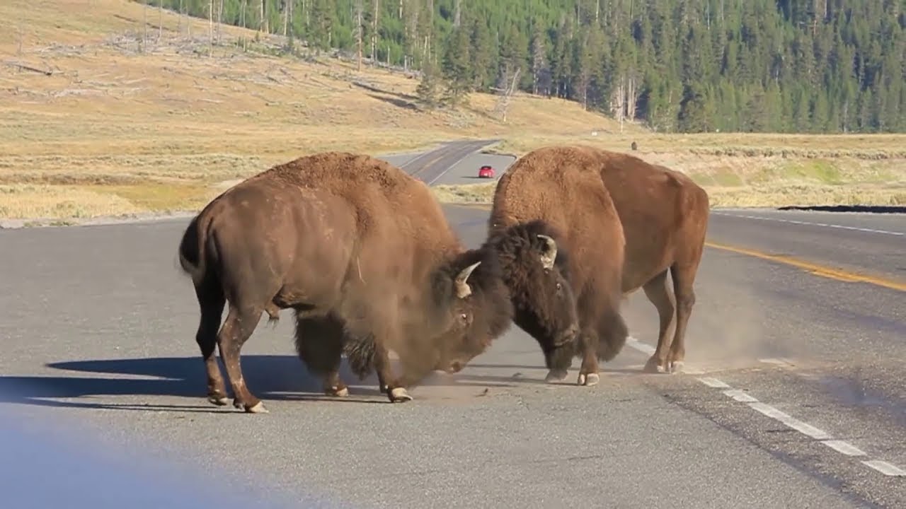 Ces Animaux Se Sont Trompés De Taureau