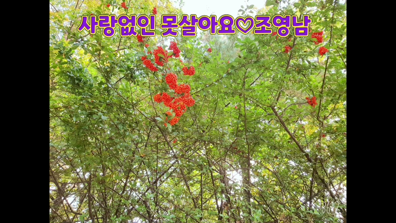 사랑없인 못살아요/조영남/연속3번듣기