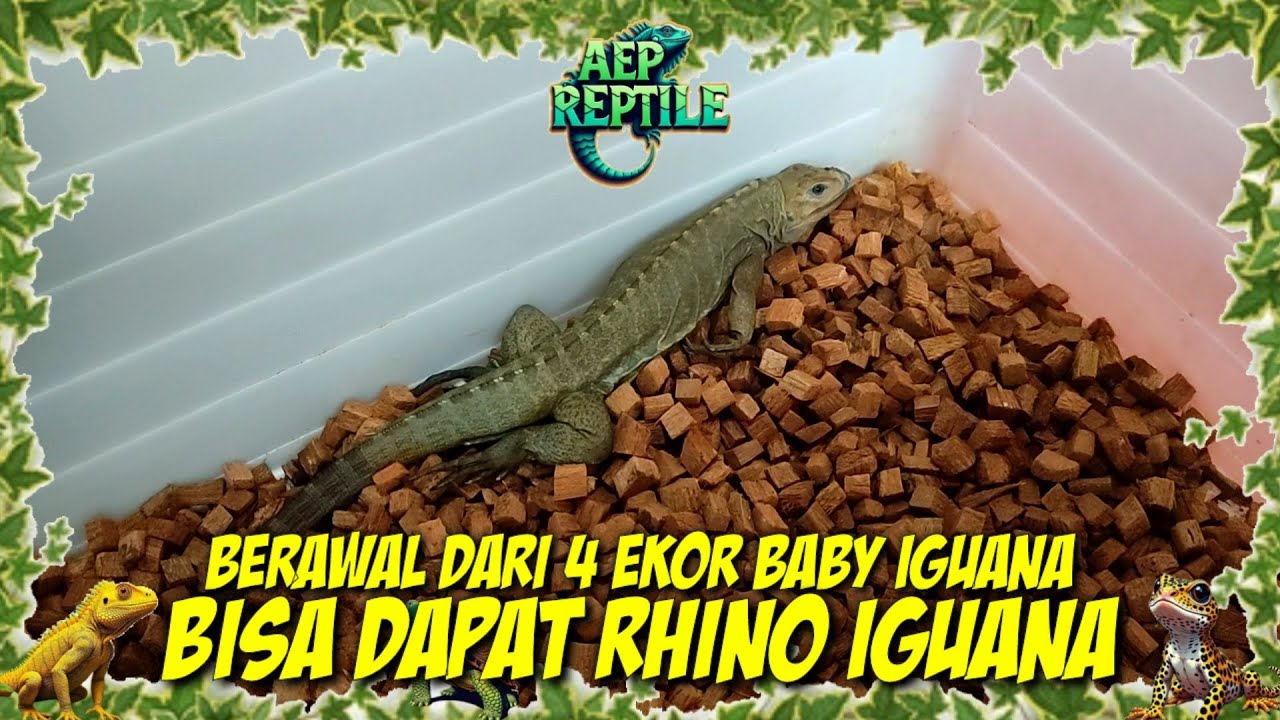 AEP REPTILE ‼️ BERAWAL DARI MERAWAT 4 BABY IGUANA