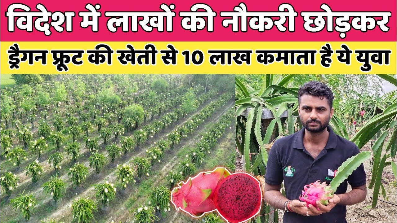 Dragaon Fruit की खेती से 10 लाख एकड़ कमाता है ये युवा|Kuldeep Singh Rana Dragon Fruit Farming Karnal