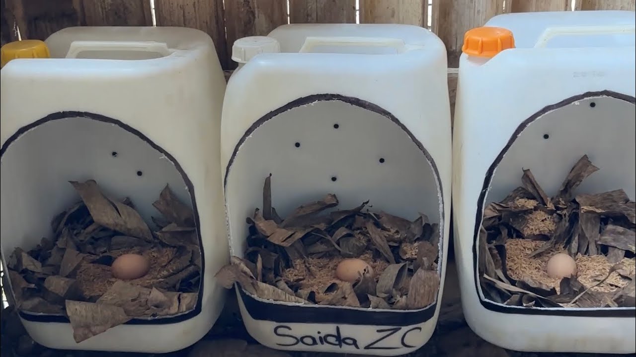 Hice estos Nidos para mis Gallinas con Material Reciclado ~ Saida ZC ~ 💚
