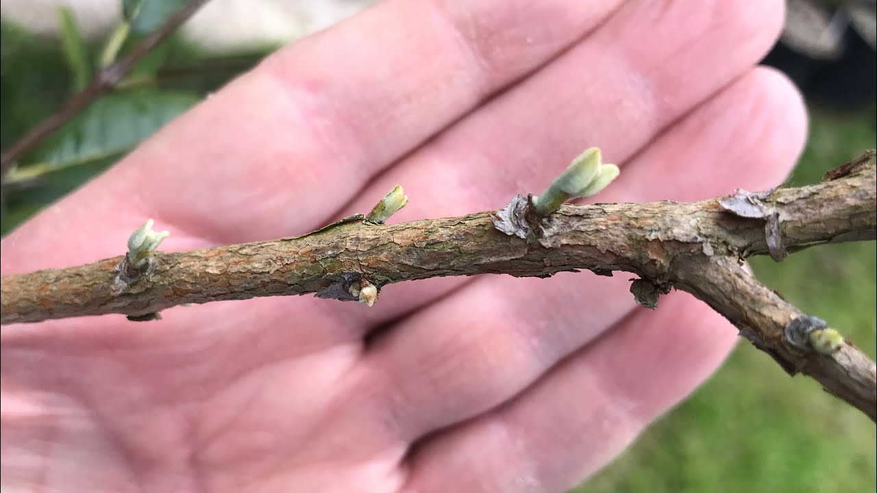 Pineapple guava / feijoa, this video is for growers terrified to cut their plants back hard 😁