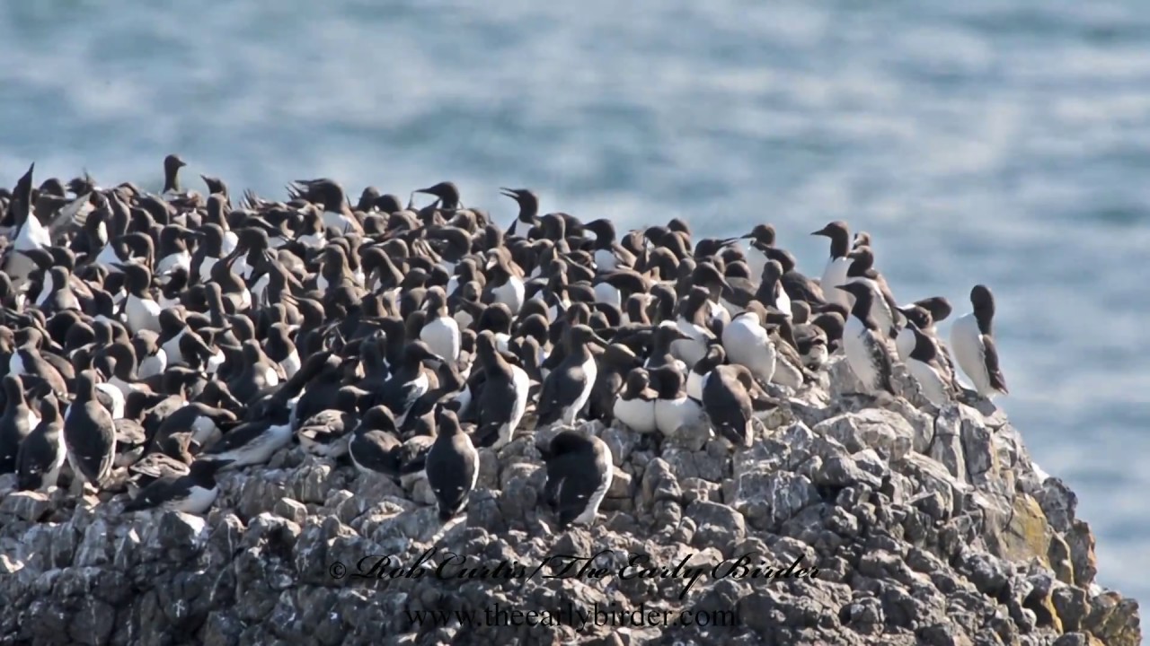 COMMON MURRES climbing, flying, swimming Uria aalge