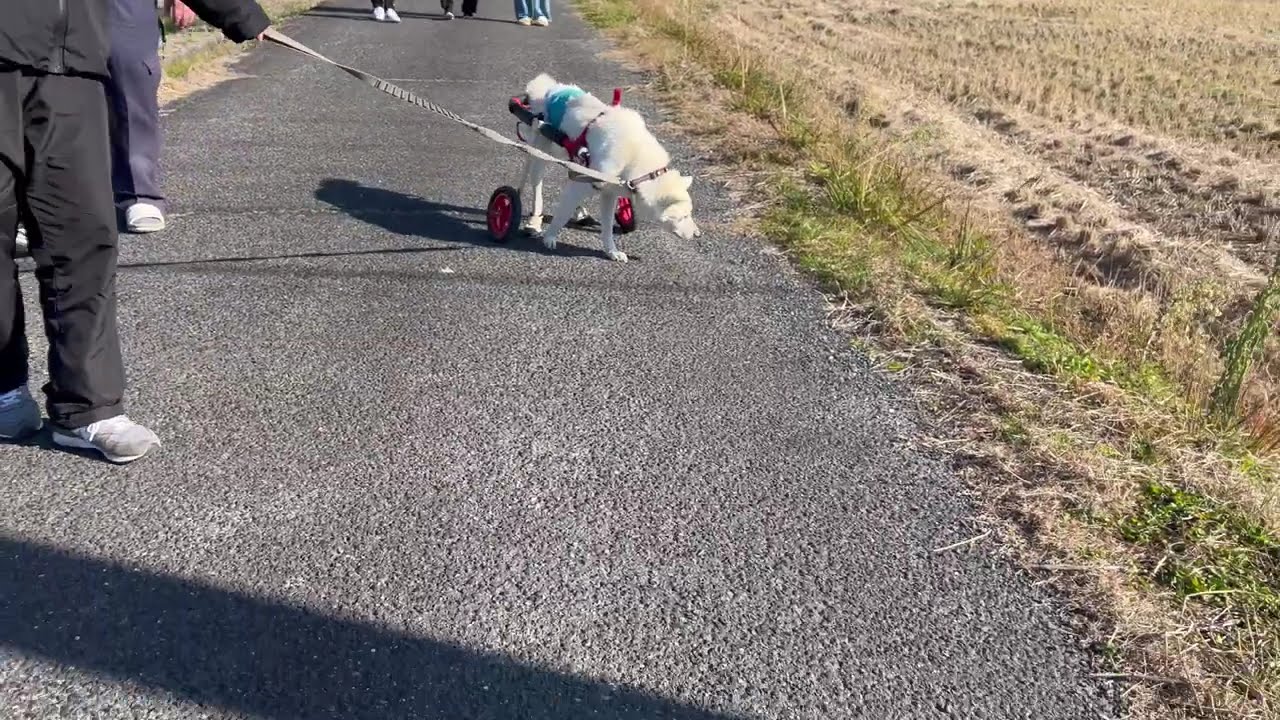 2026.01.07「はな工房」の犬用車椅子 　大阪府　mix　しらたまちゃん♪