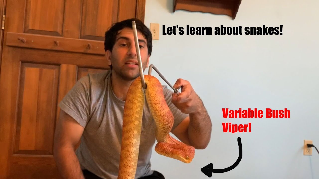 Overview of Snakes (featuring Variable Bush Viper)