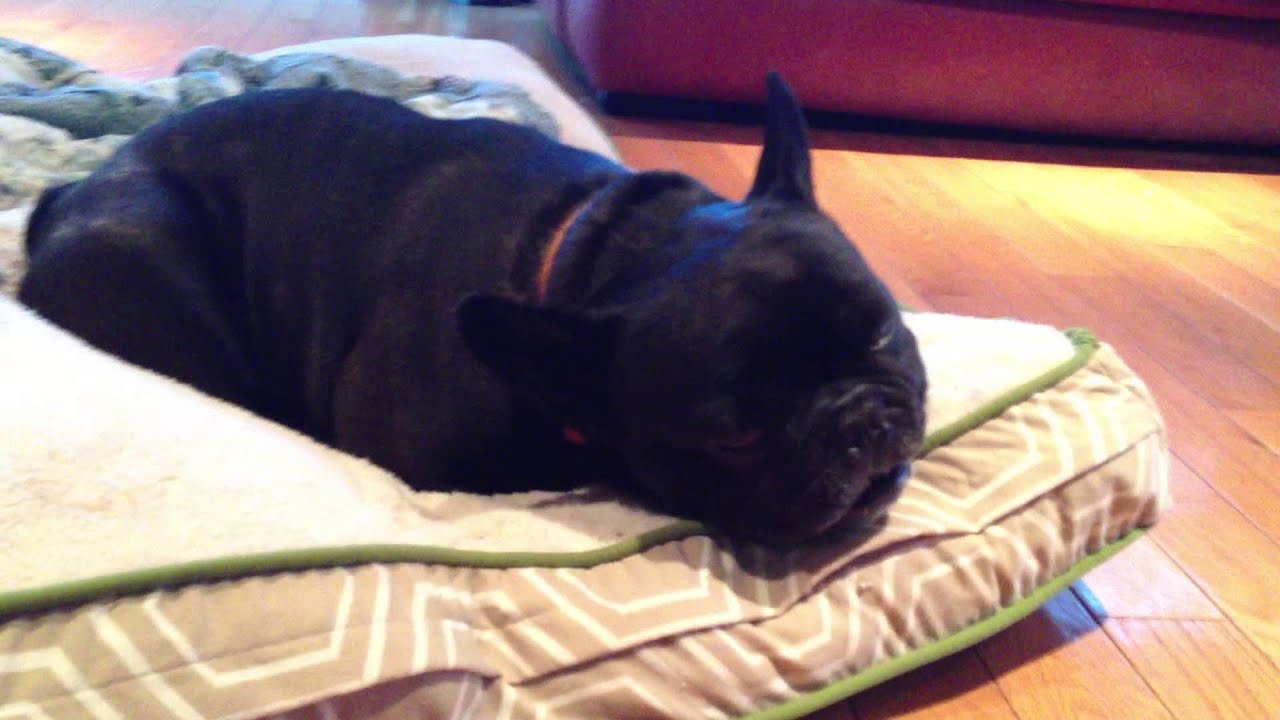 French bulldog dreaming funny sounds