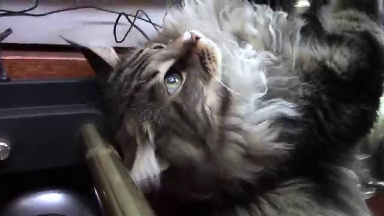 Iki loves being adored Maine Coon