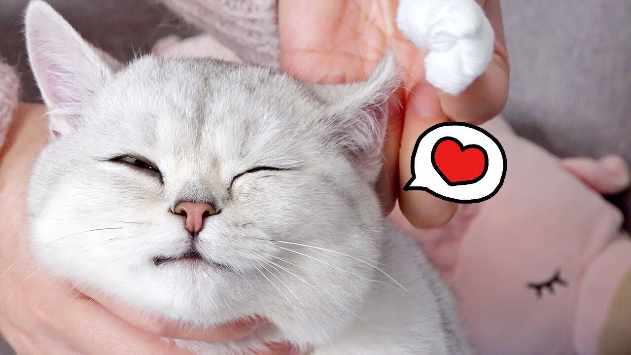 給貓咪清潔耳朵，小貓舒服得呼嚕呼嚕停不下來，太療癒了吧！ How to Clean Cats’ Ears