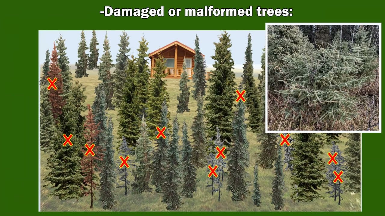 Tree Thinning in Alaska by DOF Stewardship Forestry