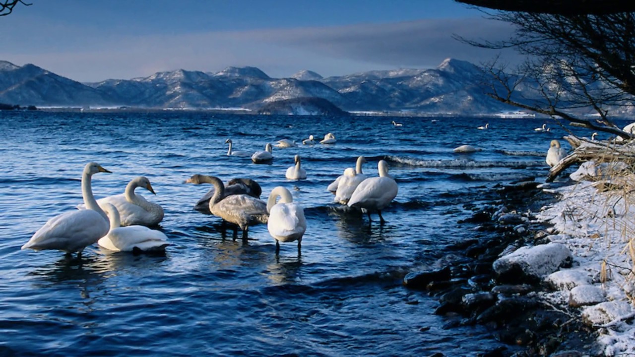 FRANZ  JOSEPH  HAYDN  SONATA No. 11 (complete) *  WINTER DREAM *