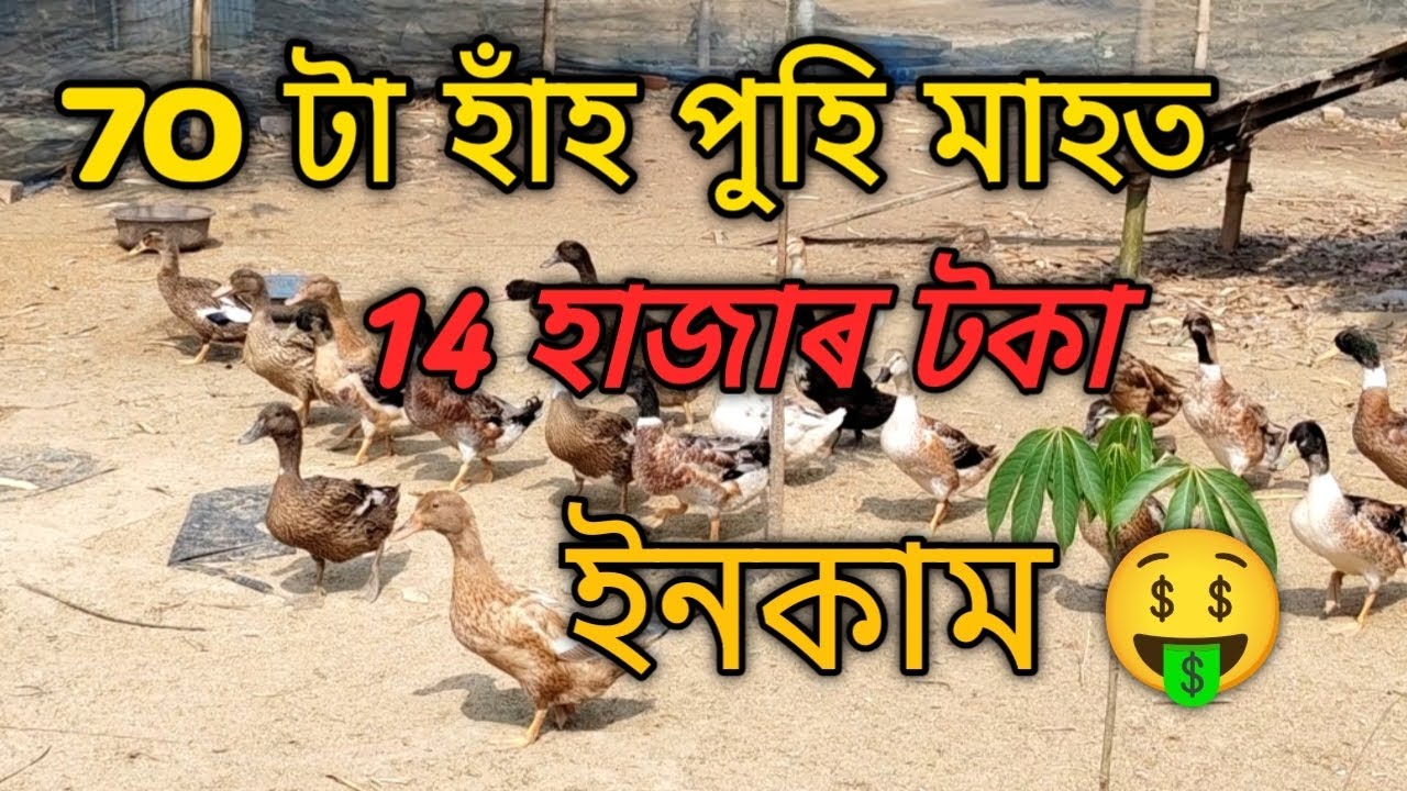 70টা হাঁহ পুহি মই এক মাহত কিমান টকা উপাৰ্জন কৰিলো? hokib Duck Farmer 