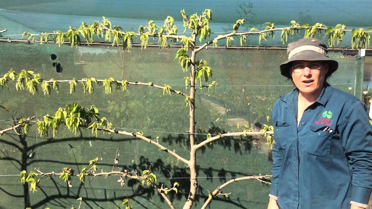 Dwarf Mulberry - Red Shahtoot - Espalier Red Shahtoot Mulberry 2nd year at Daleys