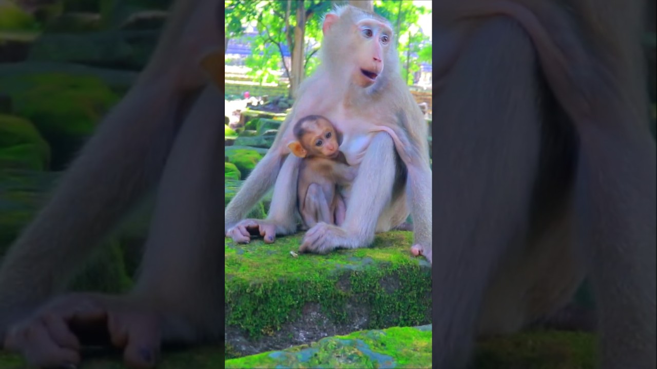 Adorable Monkey Mom Katrina Nursing Baby Kendra