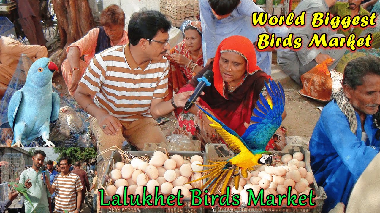 Lalukhet Exotic Parrots and Rare Birds Market Karachi 14-9-2025 Latest Update in Urdu | سوق الطيور