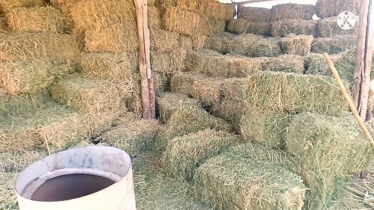 Шөп бағасы | Шөп сатып алдым