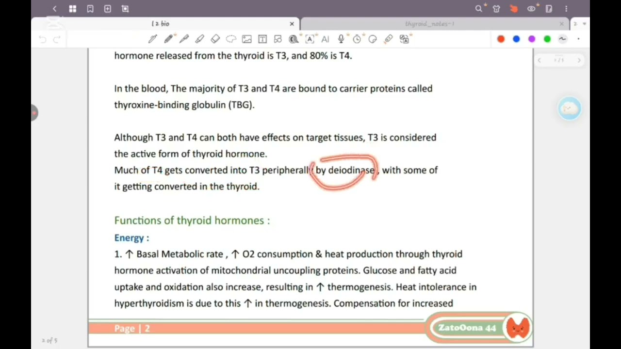 REV L2 bio : thyroid H synthesis & release 