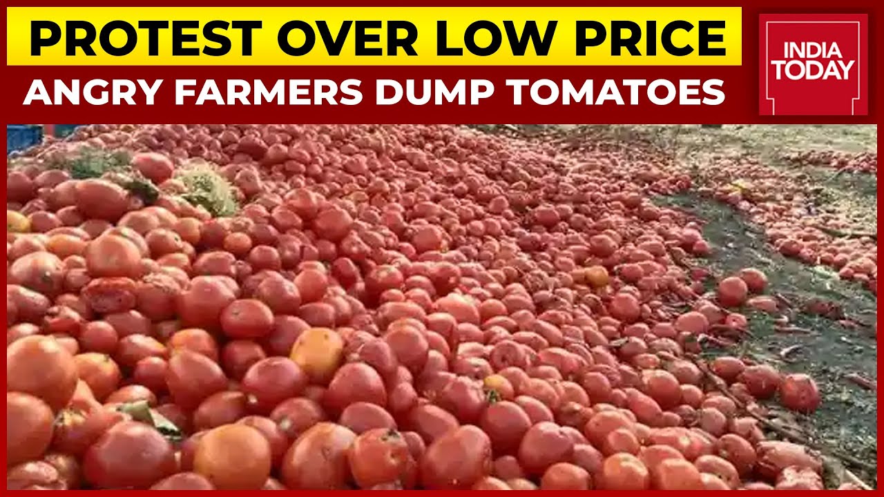 Maharashtra: Farmers Dump Tomatoes During Protest At Nagpur-Mumbai Highway