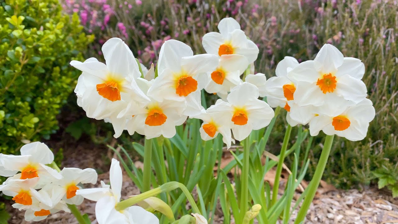 Daffodils: 7 Weatherproof Varieties in my Garden