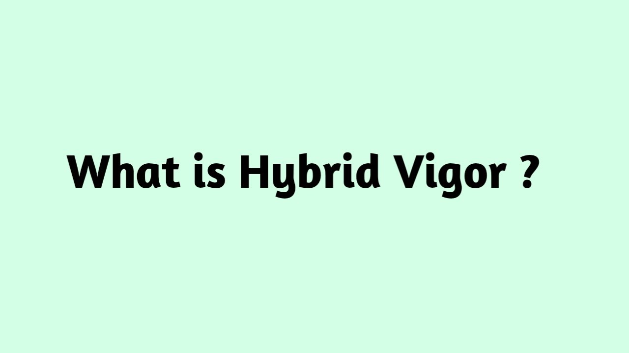 What is Hybrid Vigor ?