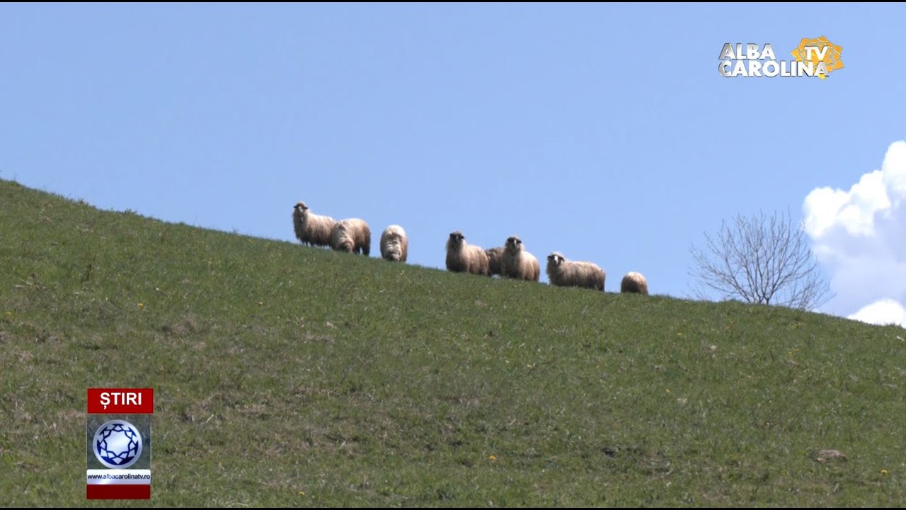 Atacul lupilor în Apuseni