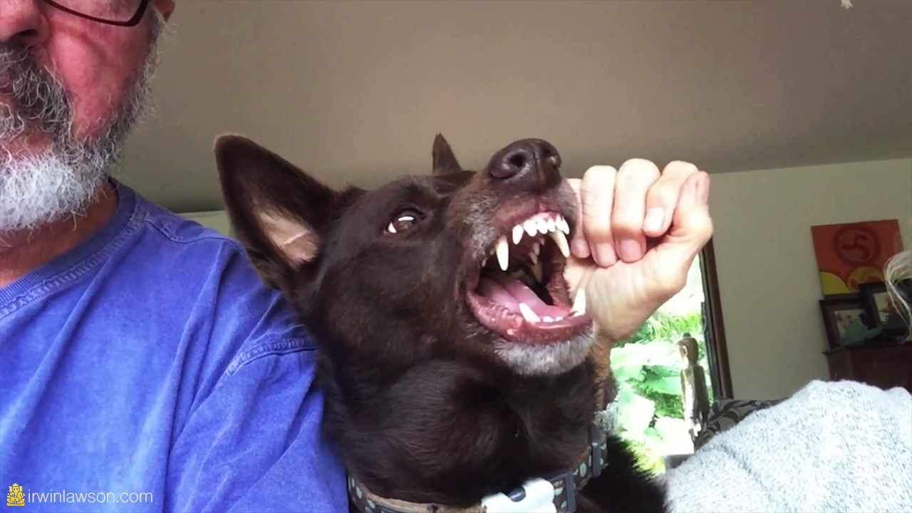 Red Dog - Our Kelpie Coco