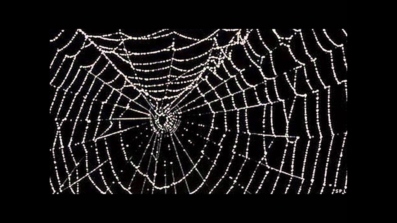 Alvaro HM - Tela de Araña