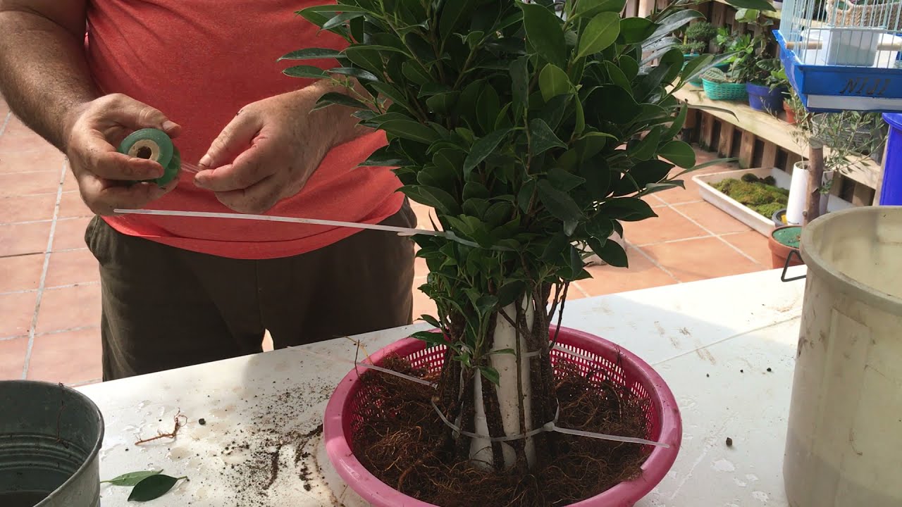 🌱 Proyecto fusión 20 plantones Ficus Tiger Bark