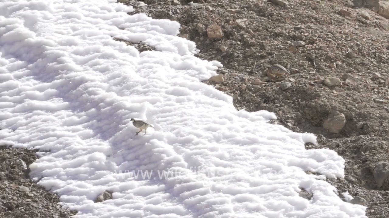Hardy Himalayan Chukor Partridge on wintery barren slope in the Spiti Himalaya, callling out loudly