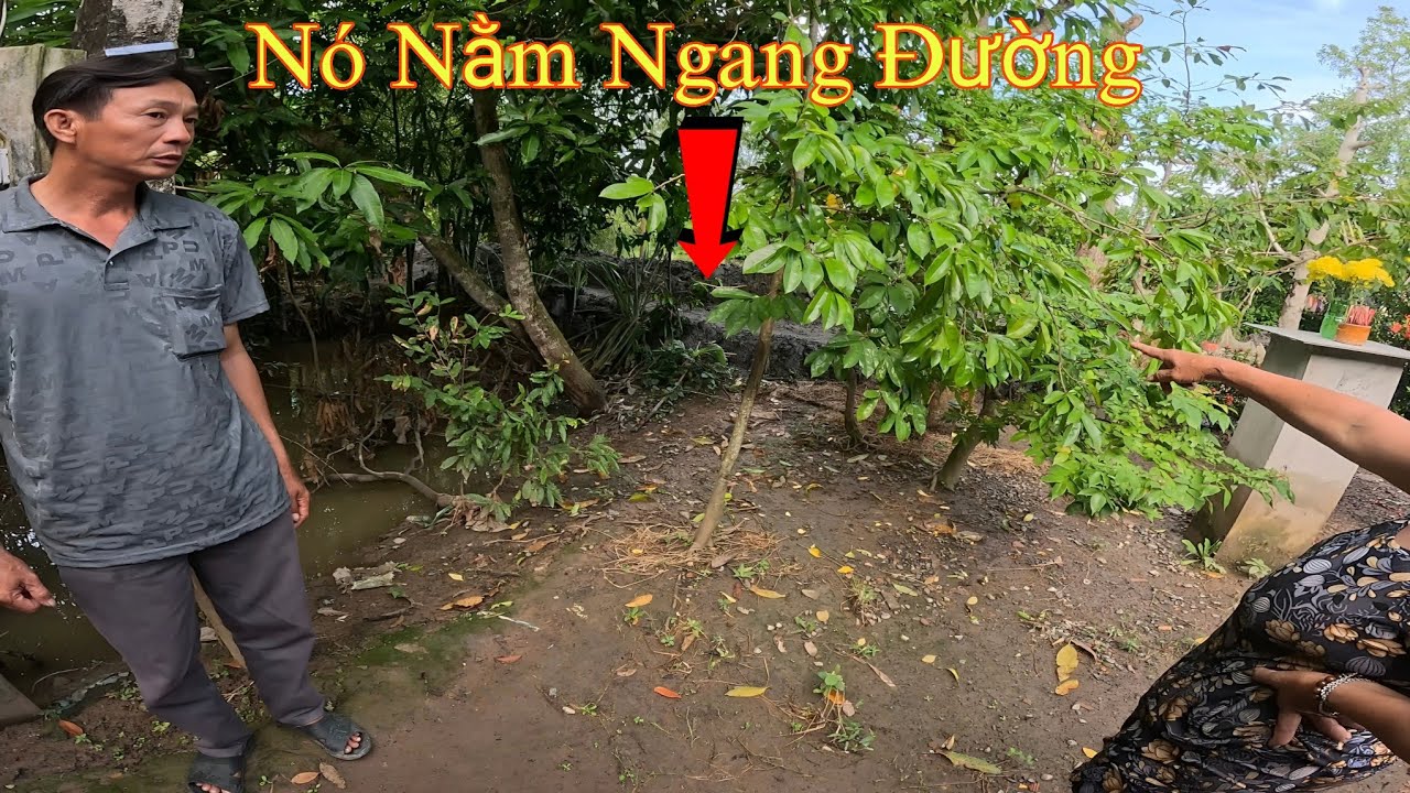 Phong Hòa, Lai Vung, Đồng Tháp. Tìm Kiếm Con Rắn Chặn Đường Bà Lão || Giang Ca SB # 46
