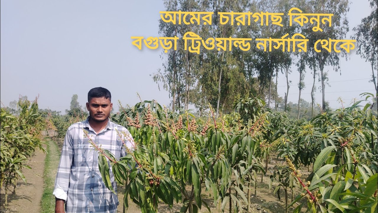 আমের চারাগাছ কিনুন। mango seedling  দেশি-বিদেশি বিভিন্ন জাতের 01723880690  কল  ইমু হোয়ার্টস অ্যাপ।