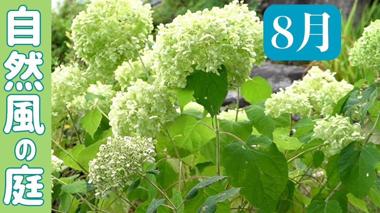 自然風の庭 8月 暑さに負けない植物たち