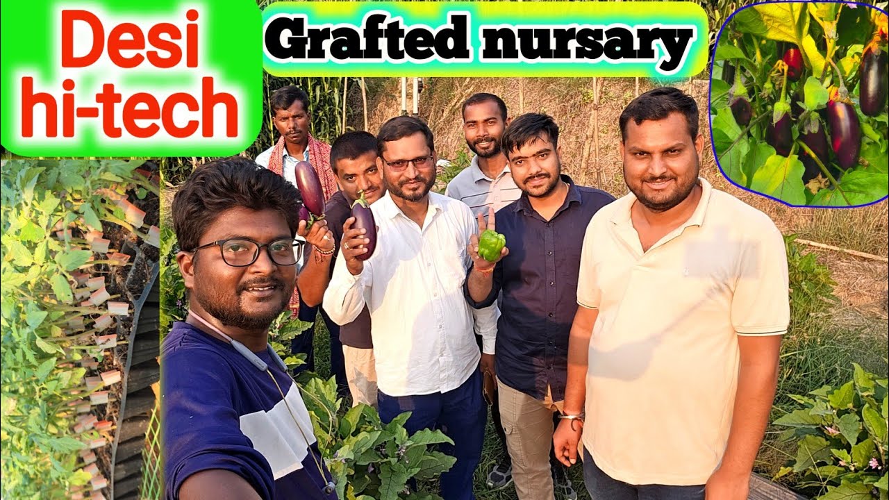 Desi hi-tech grafted nursary | Grafted nursary | Vishwas farm | grafted baigan ki kheti 