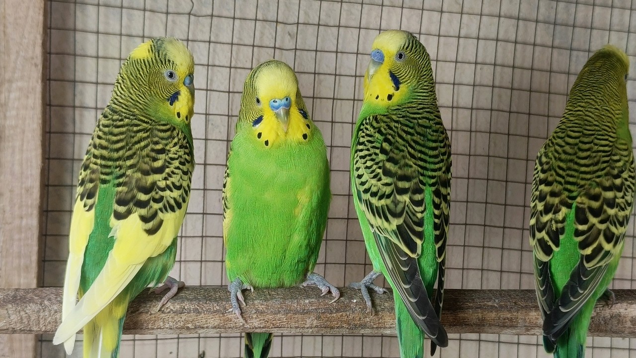 10 Hours of Happy Budgie Sounds 🐦🎶 | Cheerful Parakeet Chirping for Joyful Birds