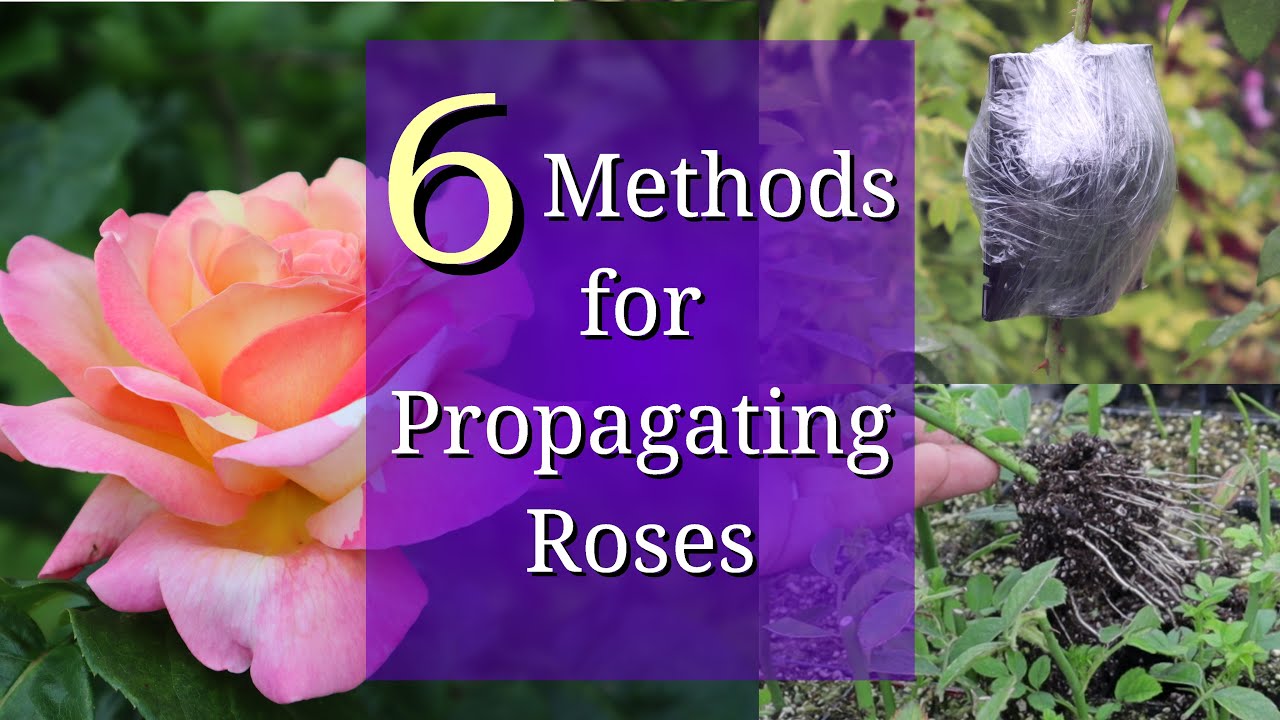 6 Methods for Rose Propagation