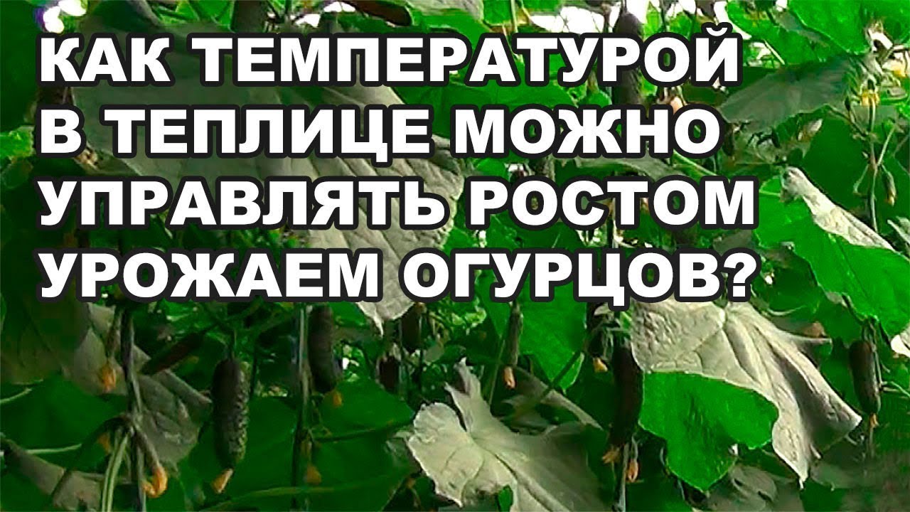 Как температурой в теплице можно управлять ростом и урожаем огурцов? (01-10-2018)