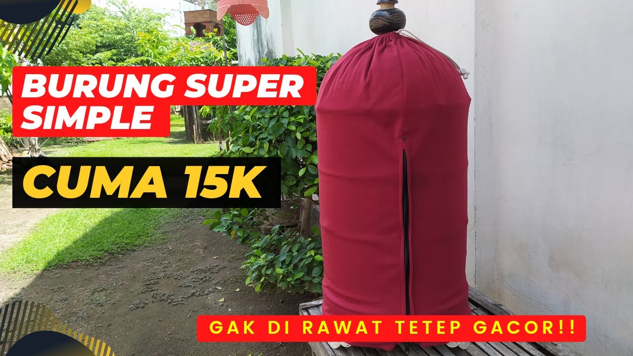 REKOMENDASI BURUNG KECIL HARGA MURAH, PERAWATAN MUDAH, CEPAT GACOR❗
