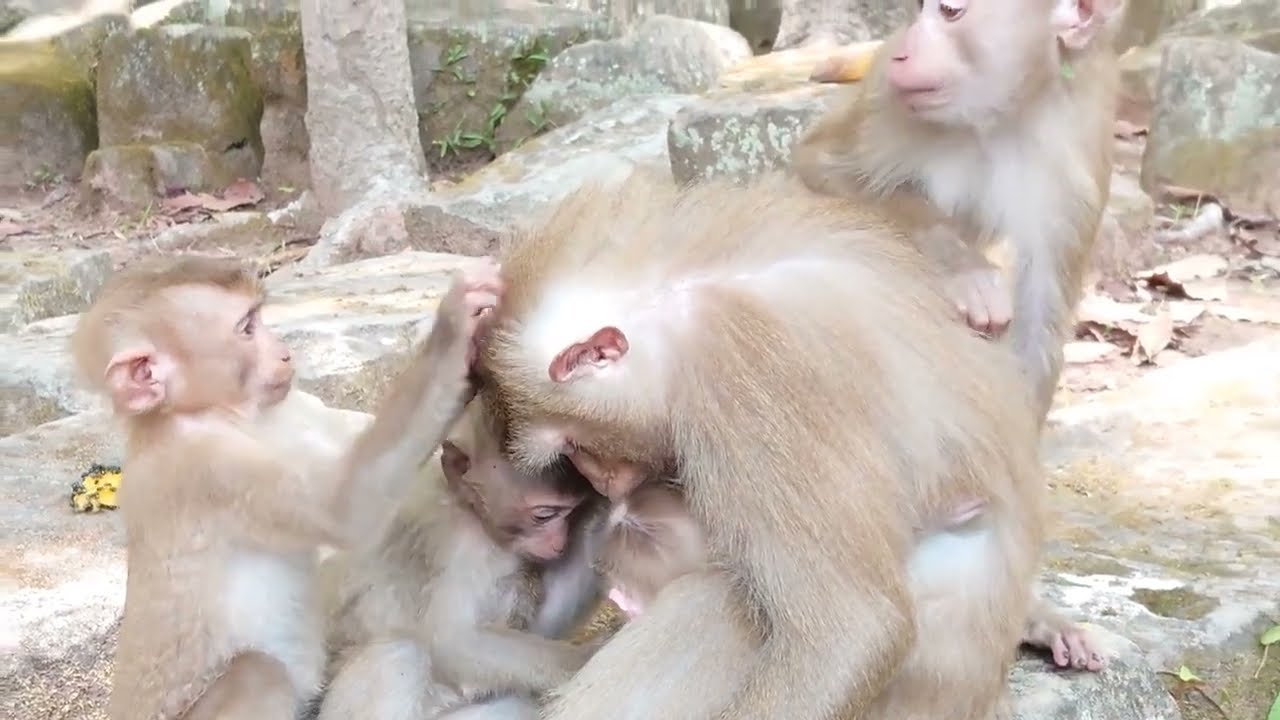 Baby Monkey Lucie, Angela and Rainbow Staying Safe with Monkey Luna