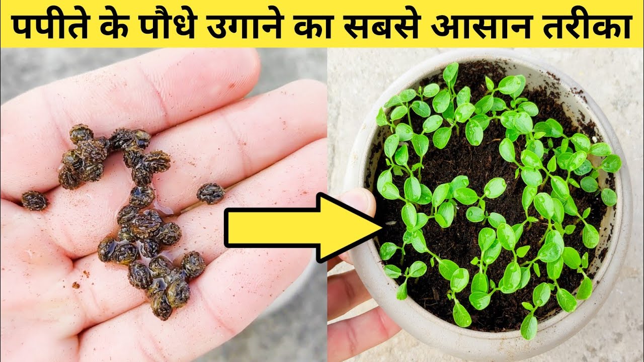 पपीते के पौधे बीज से उगाने का सबसे आसान तरीका || easily grow papaya seeds at home
