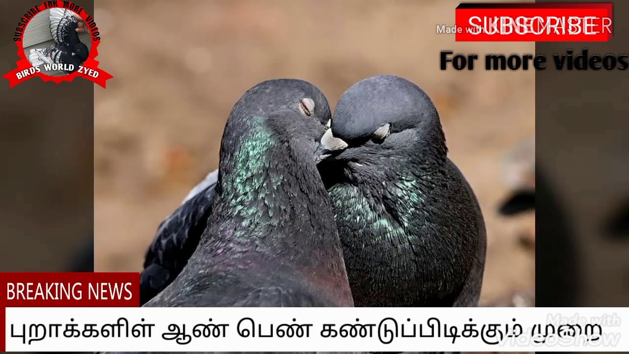 புறாக்களிள் ஆண் பெண் கண்டுப்பிடிக்கும் முறை. How to find the gender of pigeon.