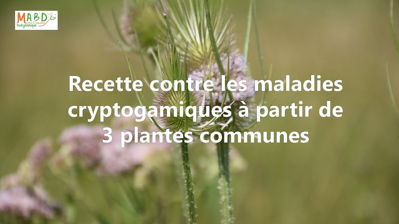 Recette contre les maladies cryptogamiques &agrave; partir de 3 plantes communes / MABD