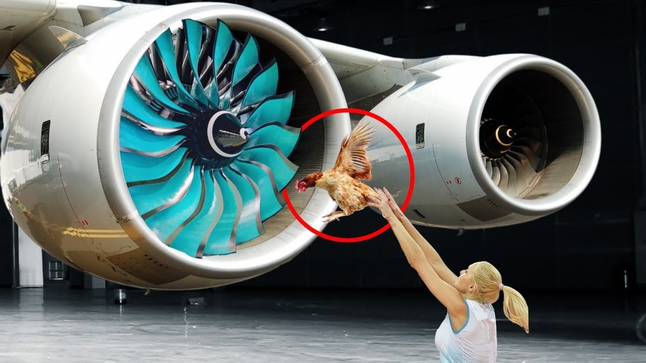 Bird Strike Testing on aircraft engines✈️Rolls-Royce Bird Strike engine test - direct hard impact
