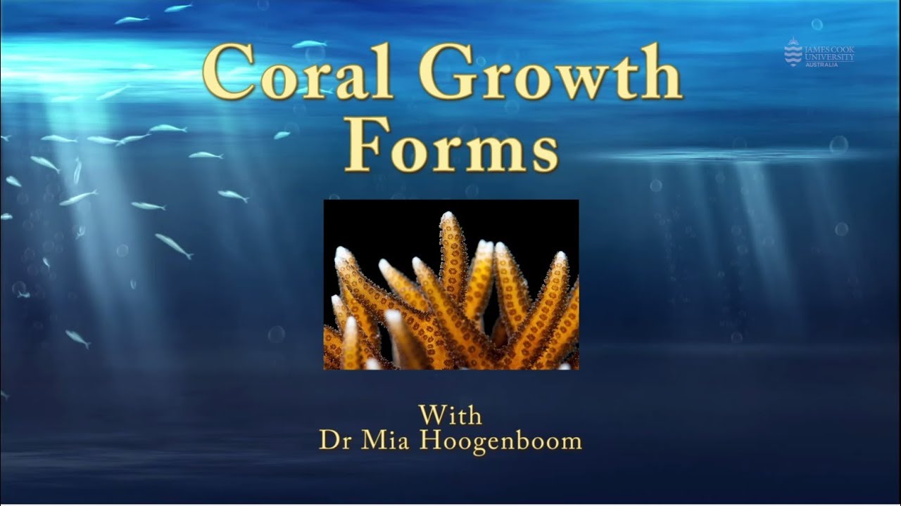 Introduction to coral growth forms - JCU Classroom on the Reef