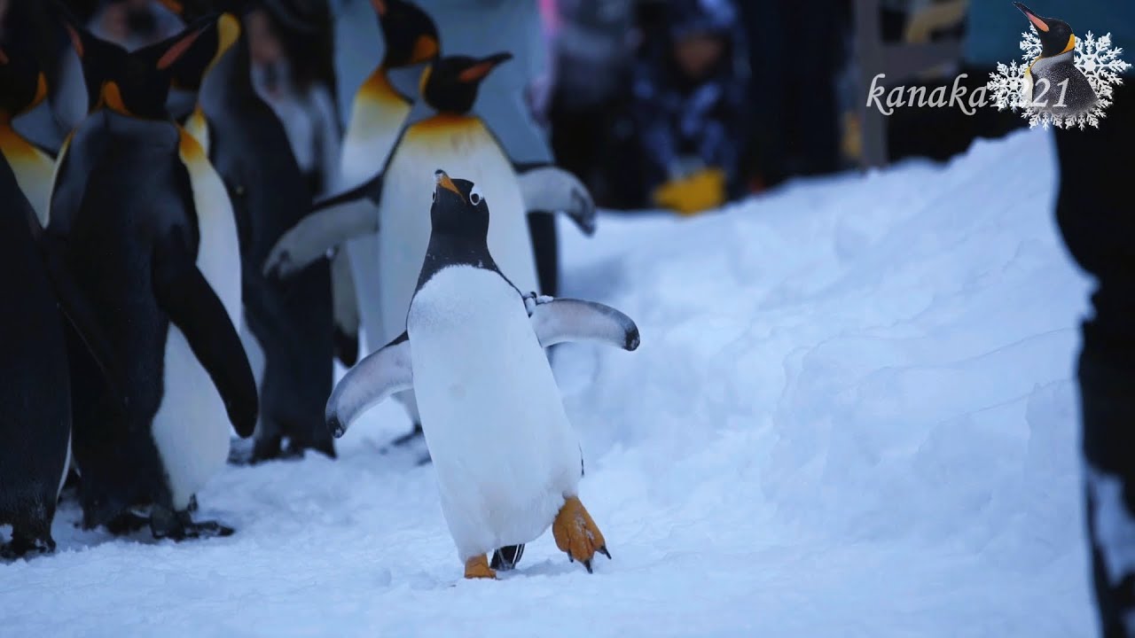 旭山動物園 ペンギン散歩-ジェンツーペンギン43番が参加しました！