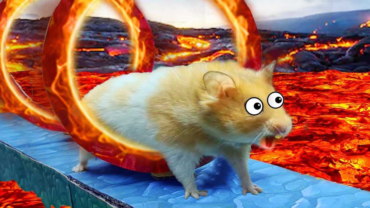 🐹 LAVA Floor Maze Hamster With Traps 🐹 obstacle course in Hamster Stories