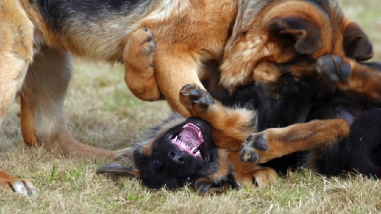Por que se pelean mis perros?... SOLUCiÓN!!!!