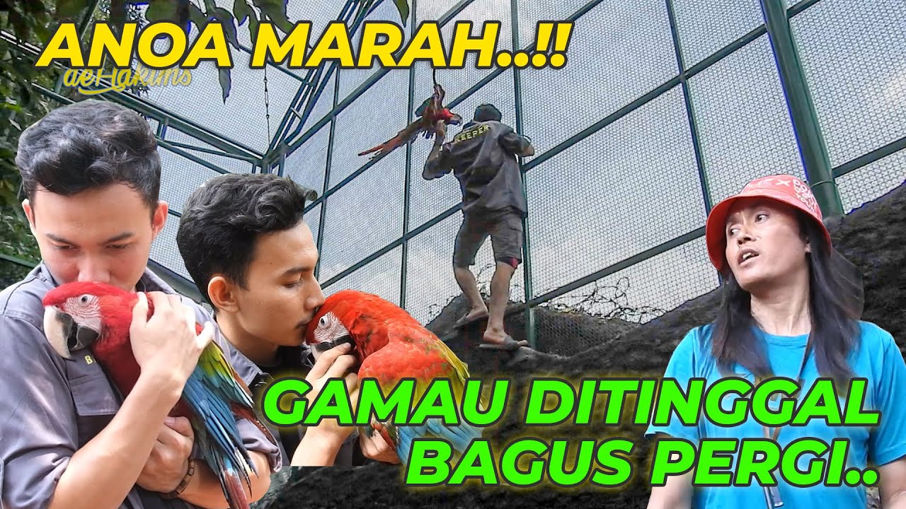 KEEPER GUE PULANG KAMPUNG, ANOA MARAH TERBANG-TERBANG KEMANA-MANA..